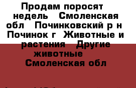 Продам поросят 8 недель - Смоленская обл., Починковский р-н, Починок г. Животные и растения » Другие животные   . Смоленская обл.